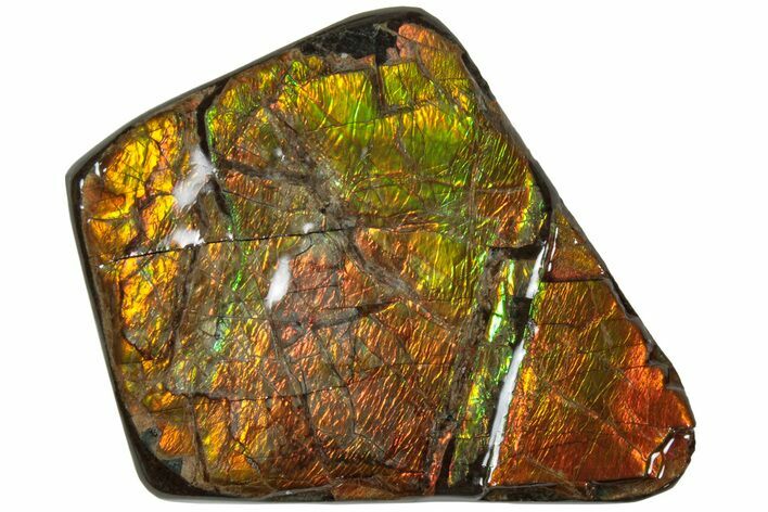 Iridescent Ammolite (Fossil Ammonite Shell) - Alberta, Canada #236387